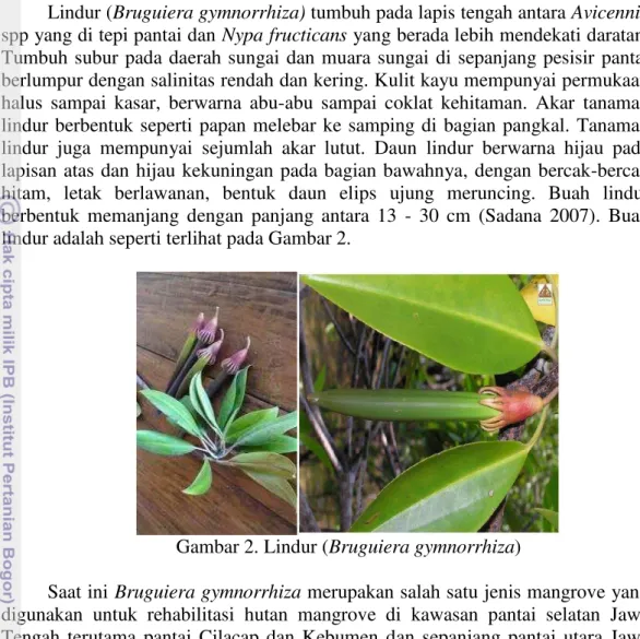Gambar 2. Lindur (Bruguiera gymnorrhiza) 