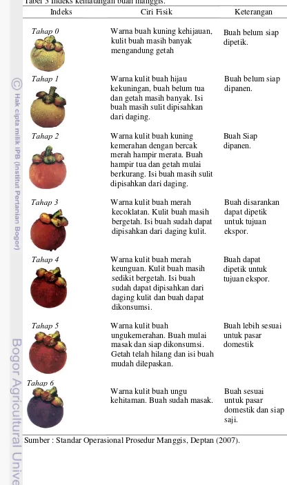 Tabel 3 Indeks kemematangan buah manggis. 