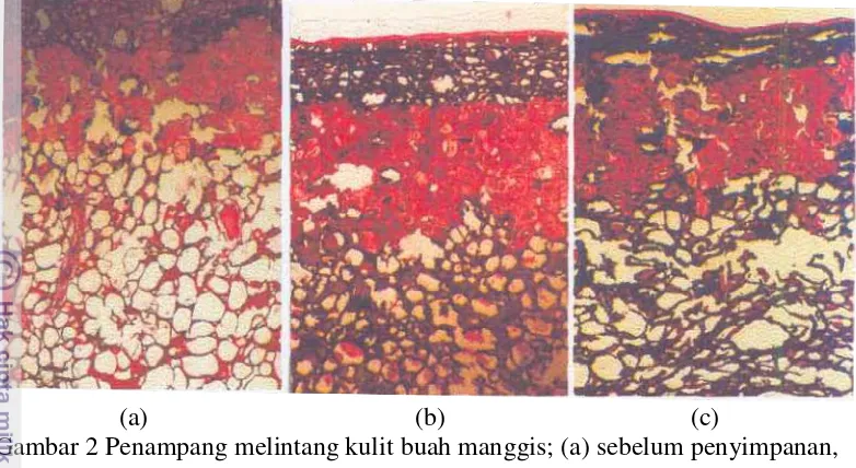 Gambar 2 Penampang melintang kulit buah manggis; (a) sebelum penyimpanan, 