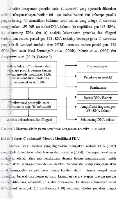 Gambar 3 Diagram alir kegiatan penelitian keragaman genetika C. sakazakii 