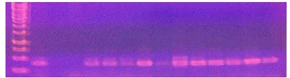 Gambar 7   Visualisasi DNA hasil amplifikasi fragmen 16S rRNA segmen 2, menggunakan pasangan primer ESA-1/16 SUNI-R bakteri C.sakazakii pada gel agarosa 1.5% (TAE)