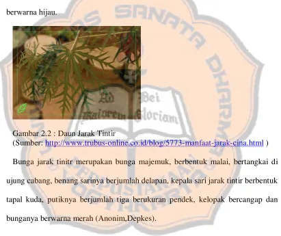 Gambar 2.2 : Daun Jarak Tintir 