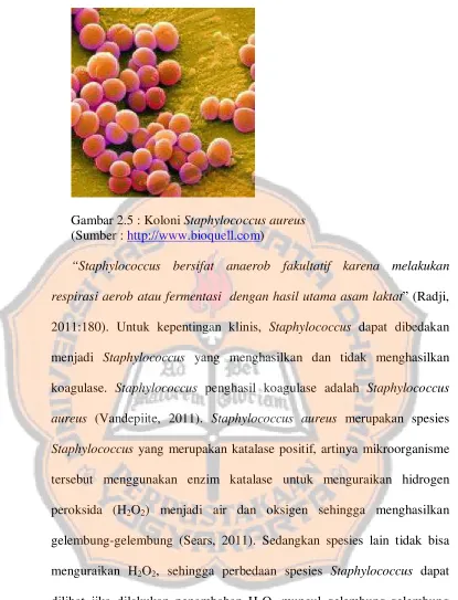 Gambar 2.5 : Koloni Staphylococcus aureus 