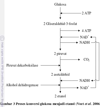 Gambar 3 Proses konversi glukosa menjadi etanol (Voet et al. 2006). 