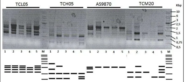 Gambar 1: Profil pita DNA hasil amplifikasi menggunakan primer TCL05, TCH05, AS 9870, dan TCM 20  