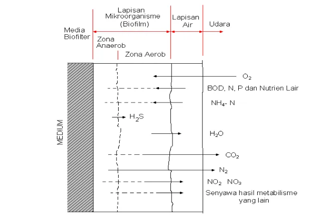 Gambar3   Mekanisme metabolisme di dalam reactor (Bitton 1994) 