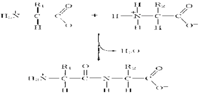 Gambar 2.4. Reaksi pembentukan peptida melalui reaksi dehidrasi (Voet  
