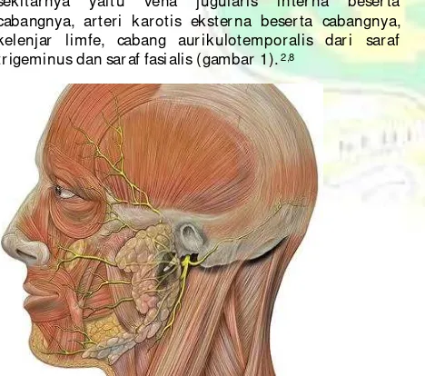 Gambar 1. Anatomi kelenjar parotis.8 
