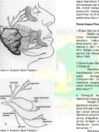 Gambar 2. Anatomi Saraf Fasialis.11 