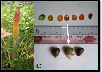 Gambar 5.3 : Morfologi buah dan biji a. Buah majemuk pada tongkolnya, b. Morfologi Buah, yang memperlihatkan buah yang masi muda (hijau) serta matang kuning sampai kemerahan c