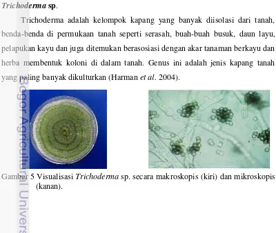 Gambar 5 Visualisasi Trichoderma sp. secara makroskopis (kiri) dan mikroskopis 