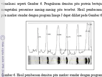 Gambar 6. Hasil pembacaan densitas pita marker standar dengan program Image J 