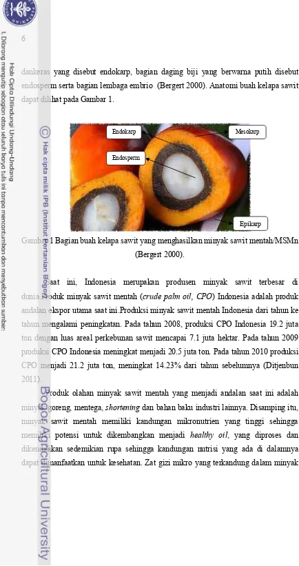 Gambar 1 Bagian buah kelapa sawit yang menghasilkan minyak sawit mentah/MSMn 