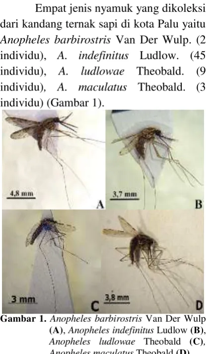 Gambar 1. Anopheles barbirostris Van Der Wulp 