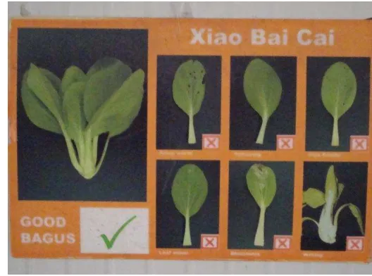 Gambar 10. Standar mutu pak choi(Brassica rapa) pada saat sortasi  