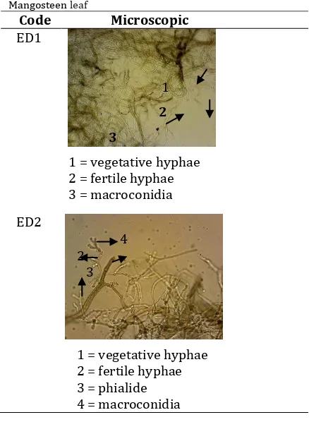 Table 3. Result screening antibacterial potency of endophytic fungi isolated from Mangosteen leaf 