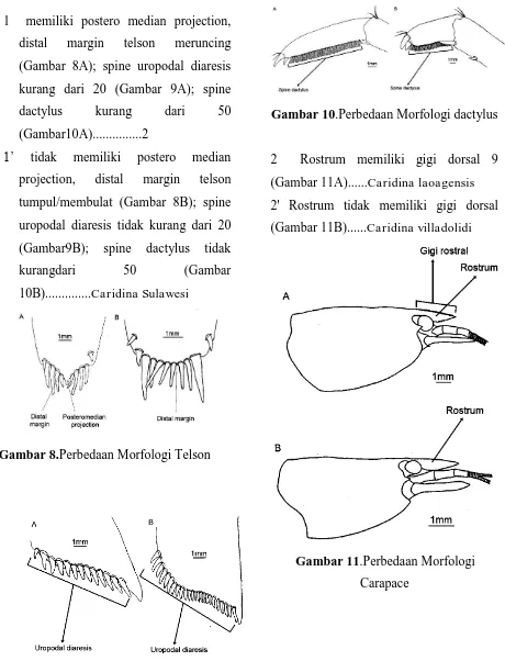 Gambar 10.Perbedaan Morfologi dactylus 