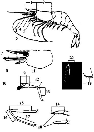 Gambar 2. Karakter morfologi yang digunakan untuk identifikasi anggota famili Atyidae :1;Carapace length, 2: Rostrum, 3,4; Antennular peduncle,5; Basal, 6; Gigi Dorsal, 7;Gigi Ventral, 8; Schapocerite, 9; Chela pereiopod 1, 10; Finger pereiopod 1, 11; Palm pereiopod 1, 12; Carpus pereiopod 1, 13; Merus Pereiopod 1, 14,; Dactylus pereiopod 4, 15; Merus Pereiopod 4, 16; Carpus pereiopod 4, 17; Propodus pereiopod 4,18; Dactylus pereiopod 4, 19; Dactylus, 20; Diaresis, 21; Telson(Von Rintelen and Cai, 2009) 