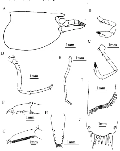 Gambar 3. Morfologi bagian tubuh Caridina sulawesi. A, carapace; B, pereiopod pertama; 