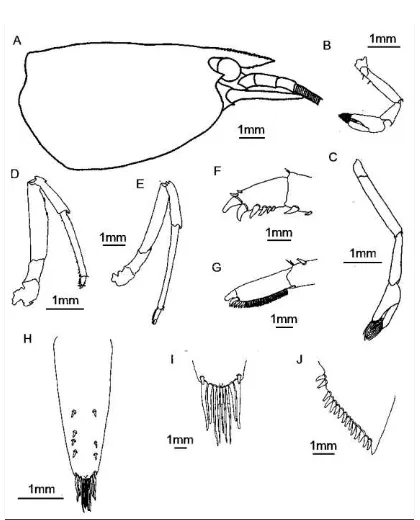 Gambar 4. Morfologi bagian tubuh 
