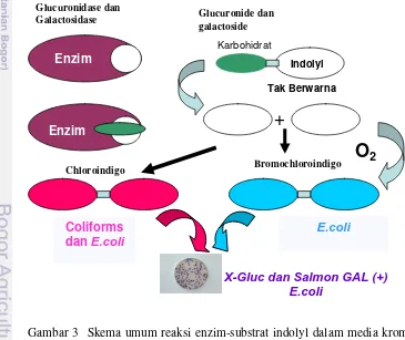 Gambar 3  Skema umum reaksi enzim-substrat indolyl dalam media kromogenik 