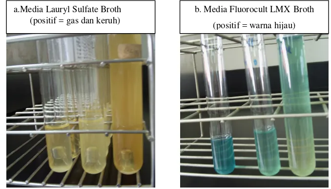 Gambar 4  Pertumbuhan E.coli dalam media Lauryl Sulfate Broth dan Fluorocult® LMX Broth pada metode Angka Paling Mungkin   