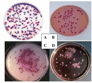 Gambar 5 Pertumbuhan E.coli dalam media Chromocult® Coliform Agar (A), Violet Red Bile Agar (B),  ENDO Agar (C), MacConkey Agar (D) pada metode Angka Lempeng Total 