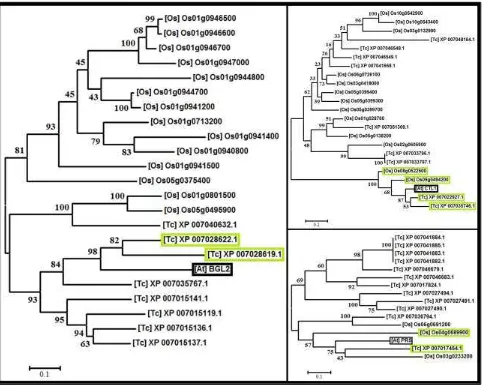 Tabel 2. Hasil identifikasi gen homolog pada Cacao Genome Database. 