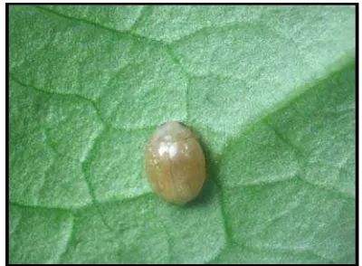 Gambar 7  Imago Nephaspis sp. (dorsal). 