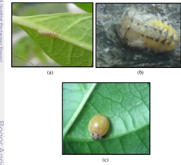Gambar 9  Larva predator H. axyridis (a), Pupa H. axiridis (b), Imago H. axyridis 