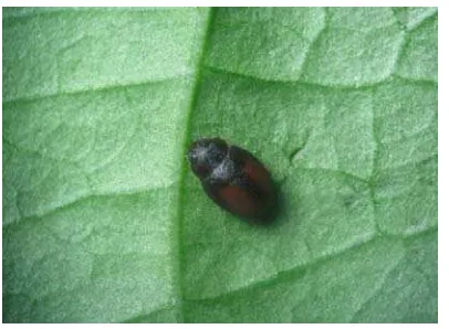 Gambar 10 Imago Scymnus sp. (dorsal) terdapat corak vertikal berwarna merah pada bagian elitra