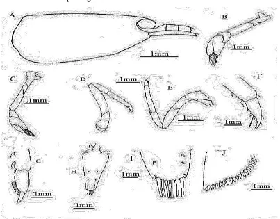 Gambar  2. Morfologi bagian tubuh A. pilipes. A, carapace; B, pereiopod pertama; C, pereiopod ke dua; D, pereiopod ke empat; E, pereiopod ke lima; F, dactylus pereiopod ke empat; G, dactylus pereiopod ke lima; H, telson; I, distal portion telson J, diaresi