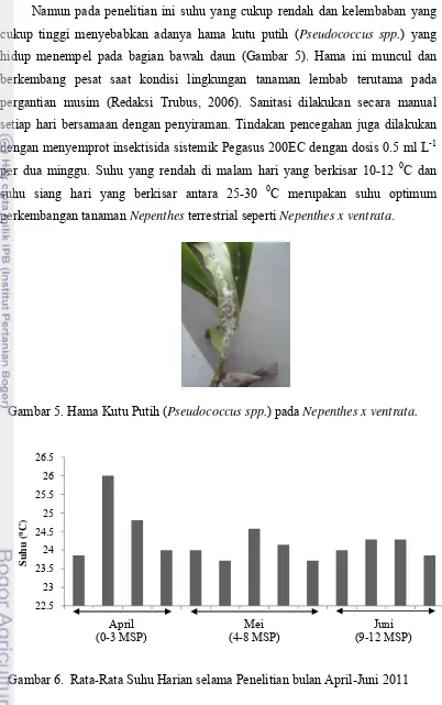 Gambar 5. Hama Kutu Putih (Pseudococcus spp.) pada Nepenthes x ventrata. 