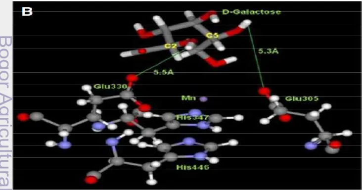 Gambar 3. Model molekul AI ketika mengikat galaktosa (Kim et al 2009) 