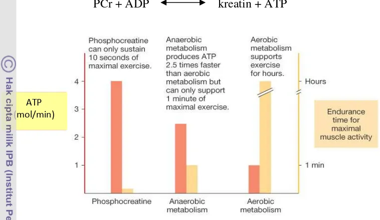 Gambar 2. ATP dibandingkan dengan ketahanan maksimal otot saat berolahraga 