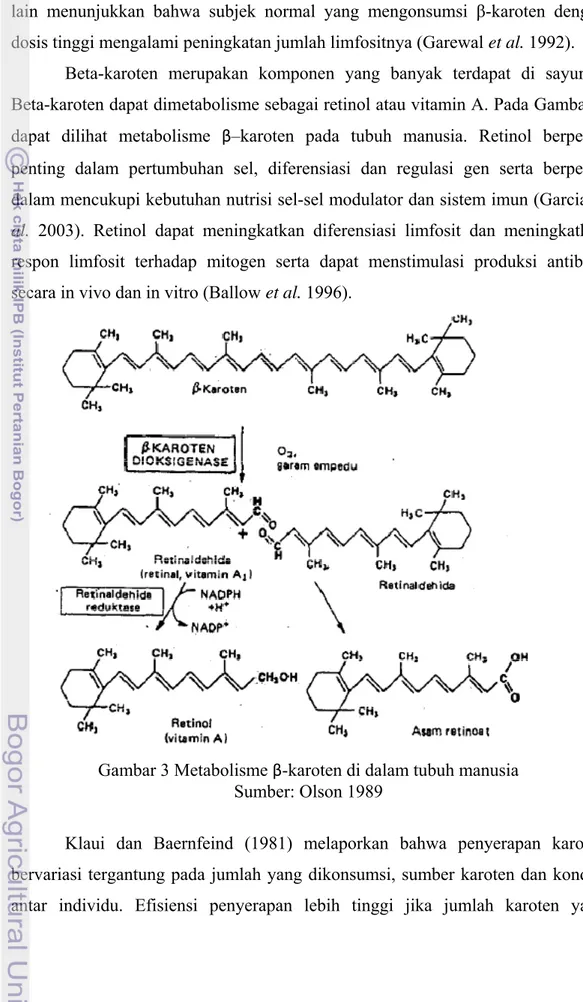 Gambar 3 Metabolisme β-karoten di dalam tubuh manusia  Sumber: Olson 1989 