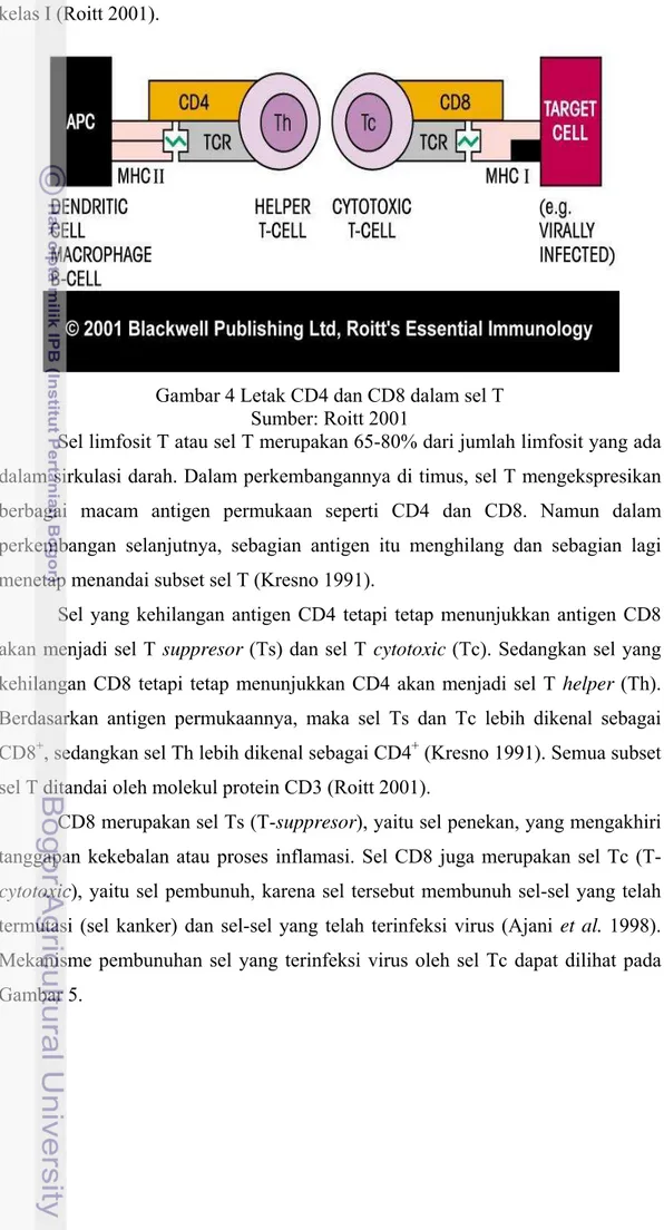 Gambar 4 Letak CD4 dan CD8 dalam sel T  Sumber: Roitt 2001 