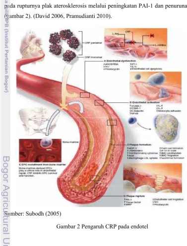 Gambar 2 Pengaruh CRP pada endotel 