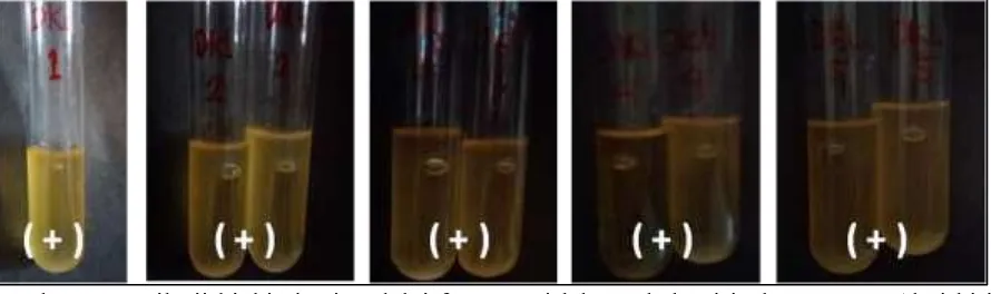 Gambar 3. Hasil uji biokimiawi melalui fermentasi laktosa bakteri isolat DKL1-5 (dari kiri  ke kanan): (+) terbentuk gas dalam tabung durham 