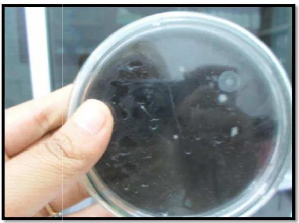 Gambar Lampimpiran  8. Bakteri Legionella di Ruang Biro Protokolotokol