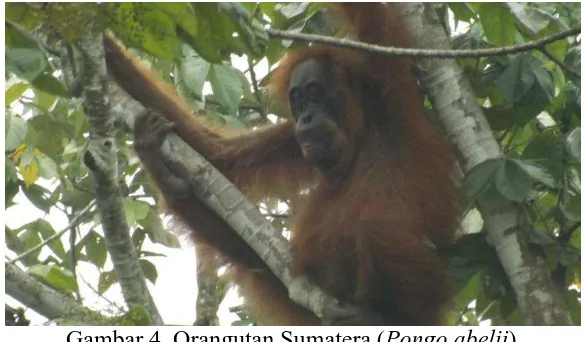 Tabel 9. Sebaran Sarang Orangutan (Pongo abelii) 