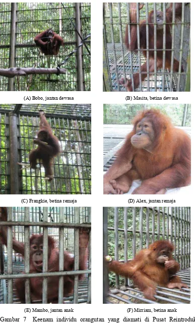 Gambar 7  Keenam individu orangutan yang diamati di Pusat Reintroduksi  Orangutan Sumatera