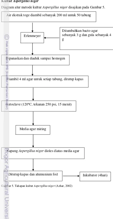 Gambar 5. Tahapan kultur Aspergillus niger (Azhar, 2002) 