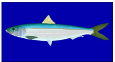 Gambar 4. Ikan tembang 