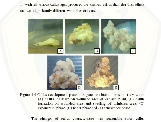 Figure 4.4 Callus development phase of sugarcane obtained present study where 