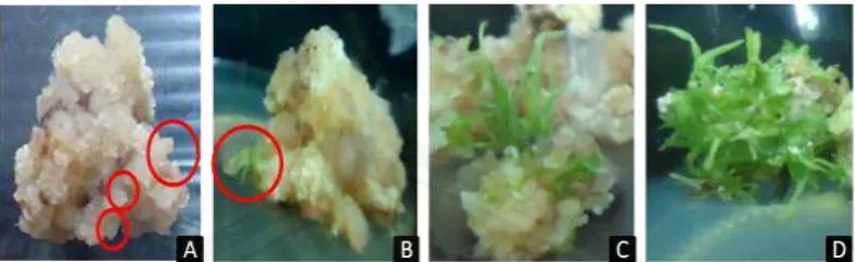 Figure 4.5 Shoot induction phase of sugarcane obtained present study where (A) 