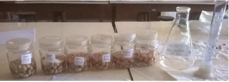 Gambar 3.1 Perendaman benih kacang tanah dengan EMS sesuai konsentrasi perlakuan 