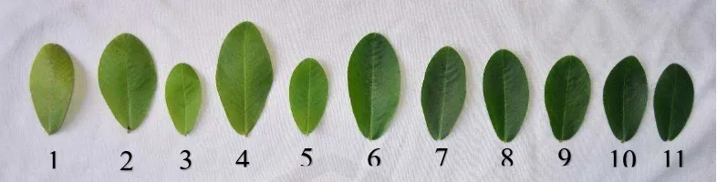 Gambar 3.3 Range warna daun pada pengamatan menggunakan munsell plant color chart 