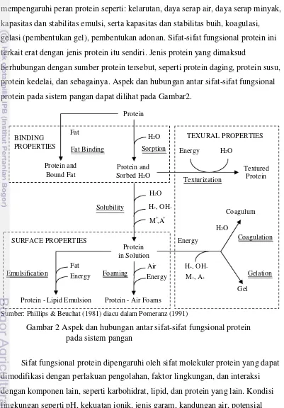 Gambar 2 Aspek dan hubungan antar sifat-sifat fungsional protein 