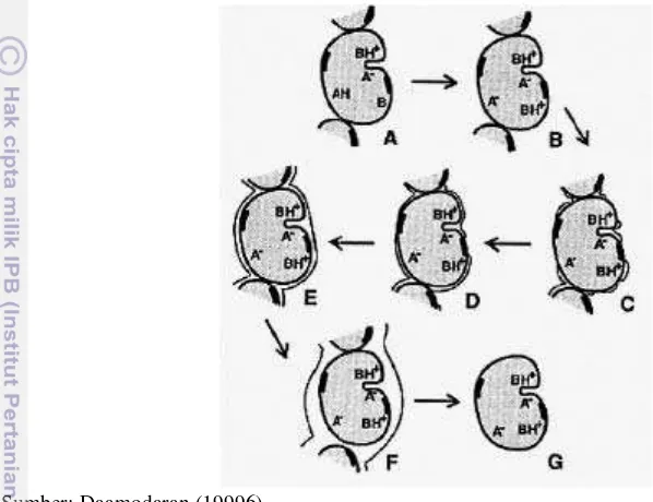 Gambar 4 Tahapan hidrasi prootein. (A) Protein unnhidrasi. (B Hidrasi awal B) 